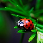 Ladybug